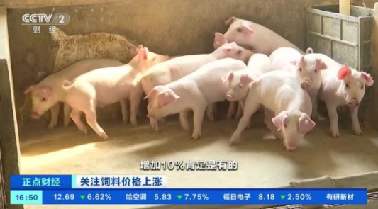 Chinese Farmers Lose At Least 200 Yuan By Selling A Pig OIG China 