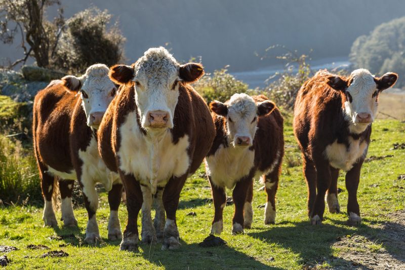 new-zealand-s-average-price-of-beef-and-mutton-exports-to-china-is-on